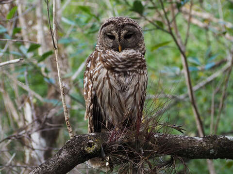 Image of Barred Owl