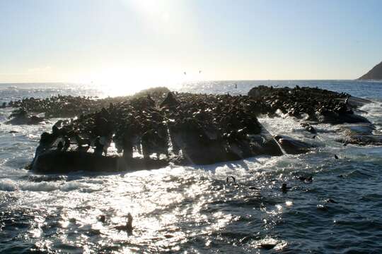 Image of Afro-Australian Fur Seal