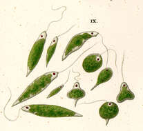 Imagem de Euglena viridis