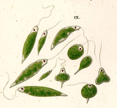 Image of Euglena viridis