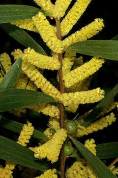 Plancia ëd Acacia longifolia (Andrews) Willd.