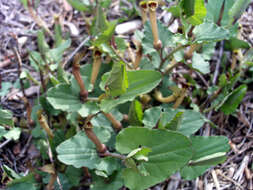 Image of Spanish Birthwort