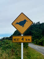 Image of Westland Black Petrel