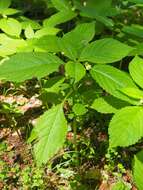 Image of small balsam