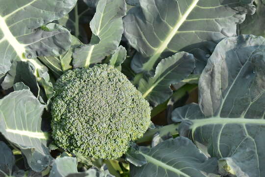 Image of sprouting broccoli