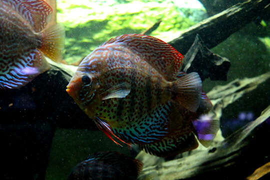 Image of Blue discus