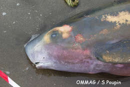 Image of Dwarf Sperm Whale