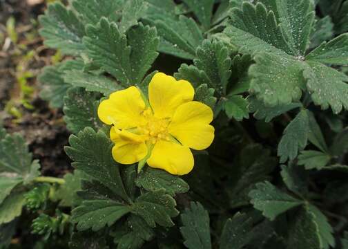 Image of Potentilla incana Gaertn. Mey. & Scherb.