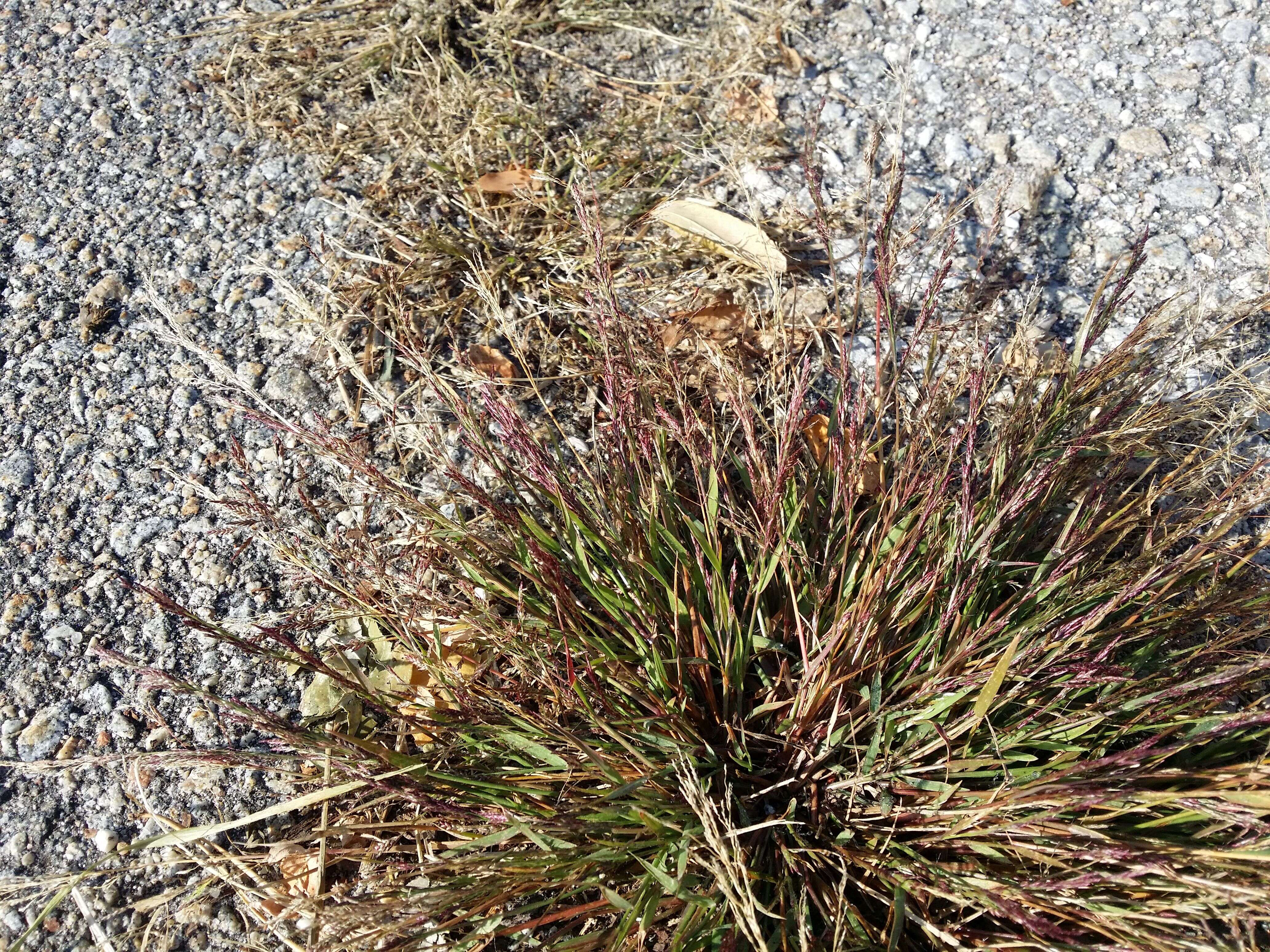 Image of Indian lovegrass