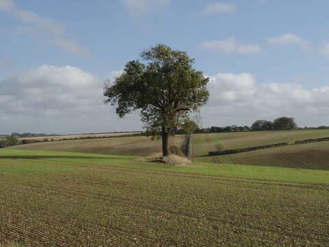 Imagem de Fraxinus excelsior L.