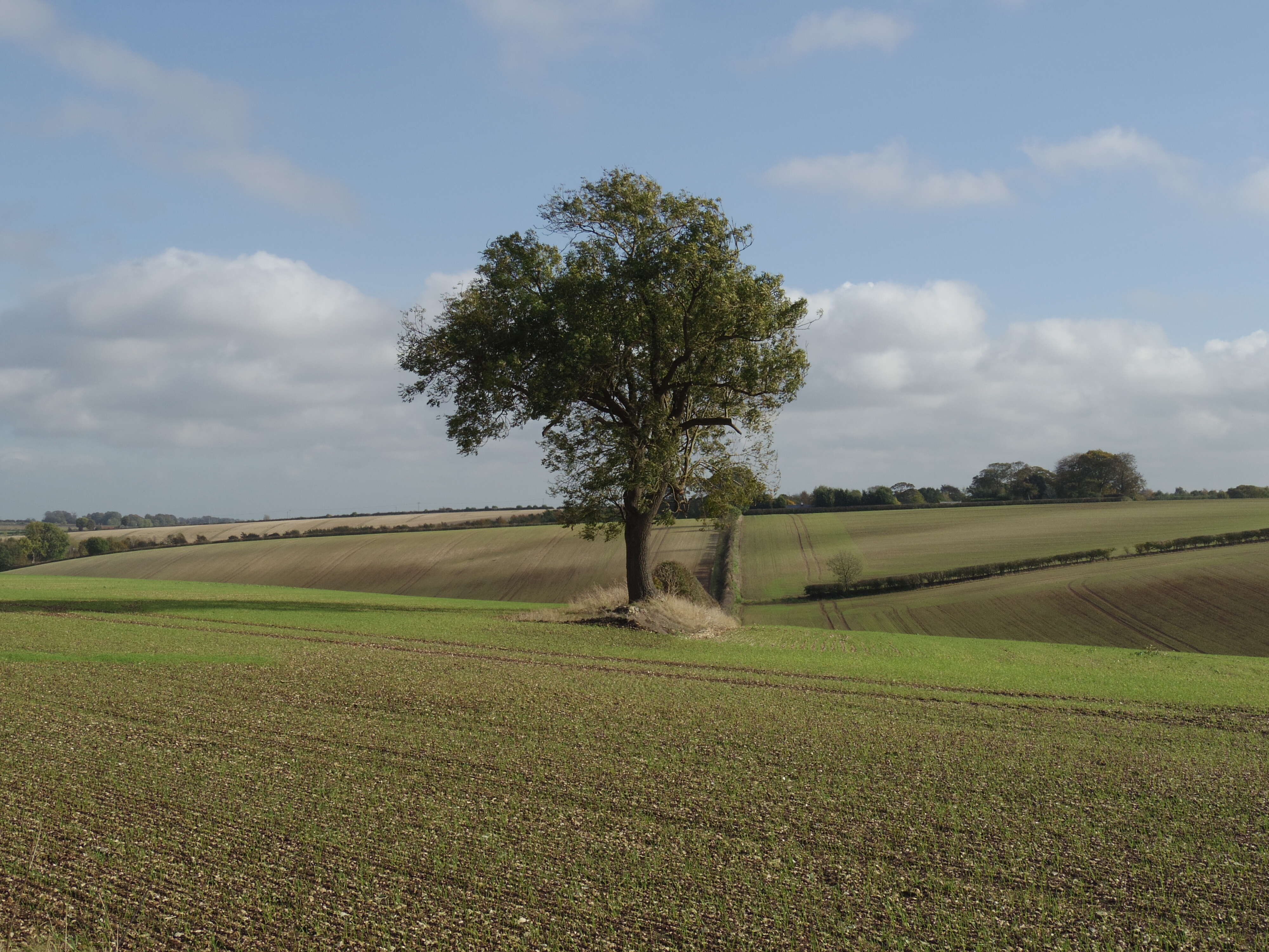 Image of European ash