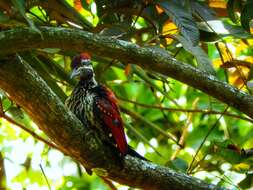 Image of Lesser Crimson-backed Flameback