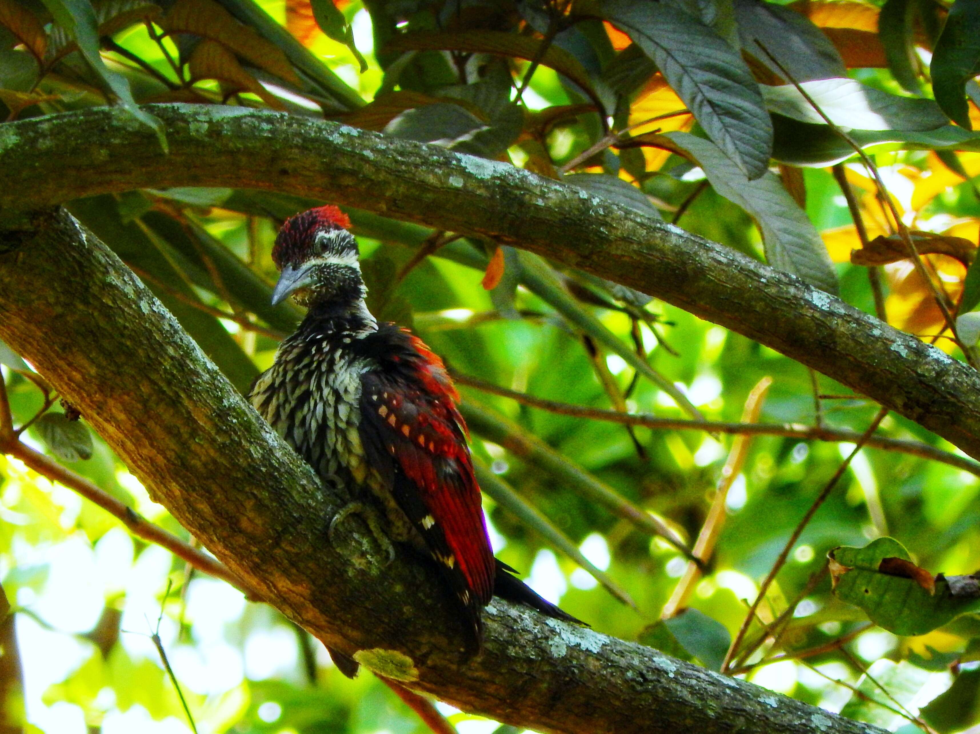 Image of Lesser Crimson-backed Flameback