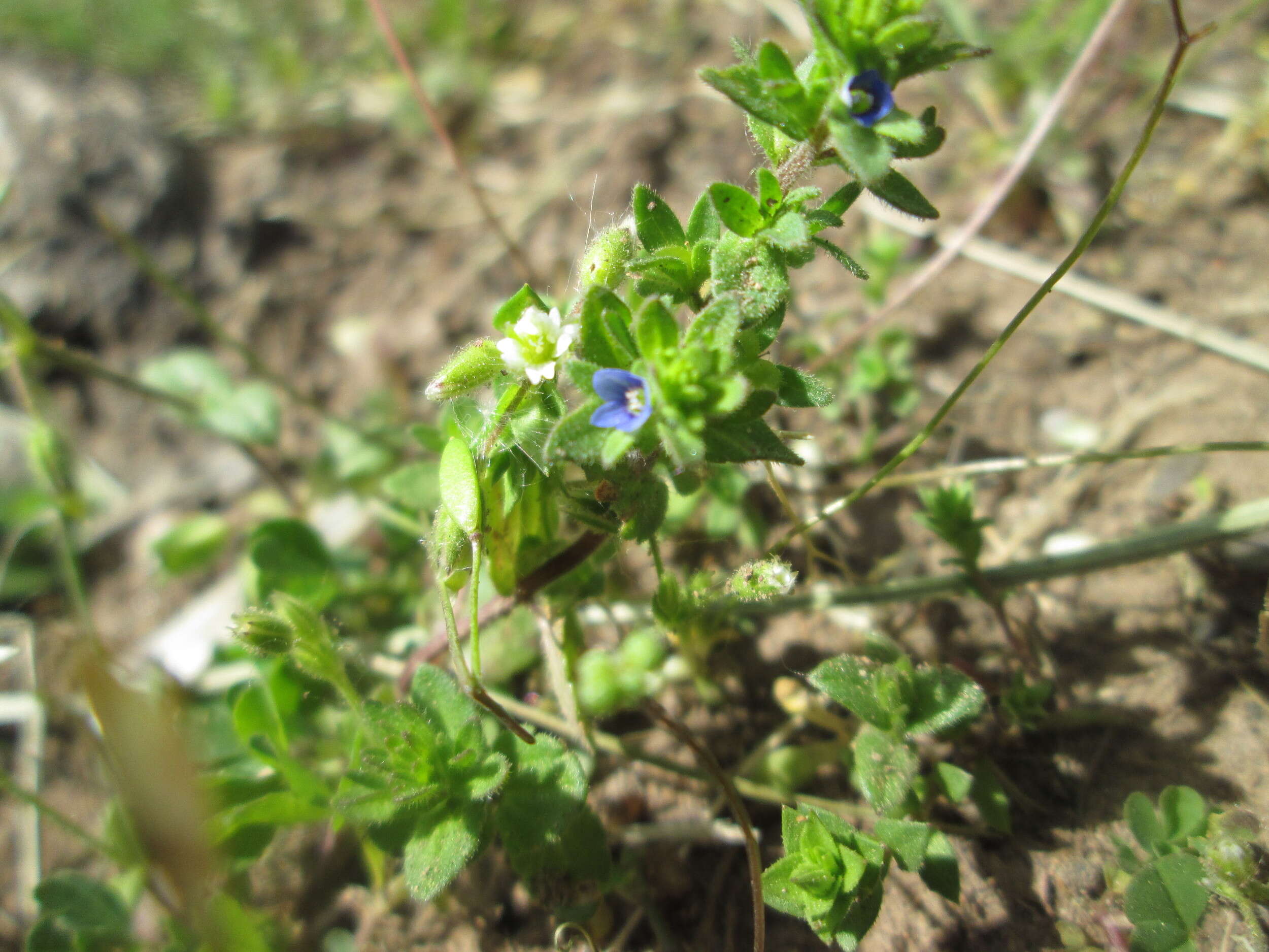 Image of common speedwell