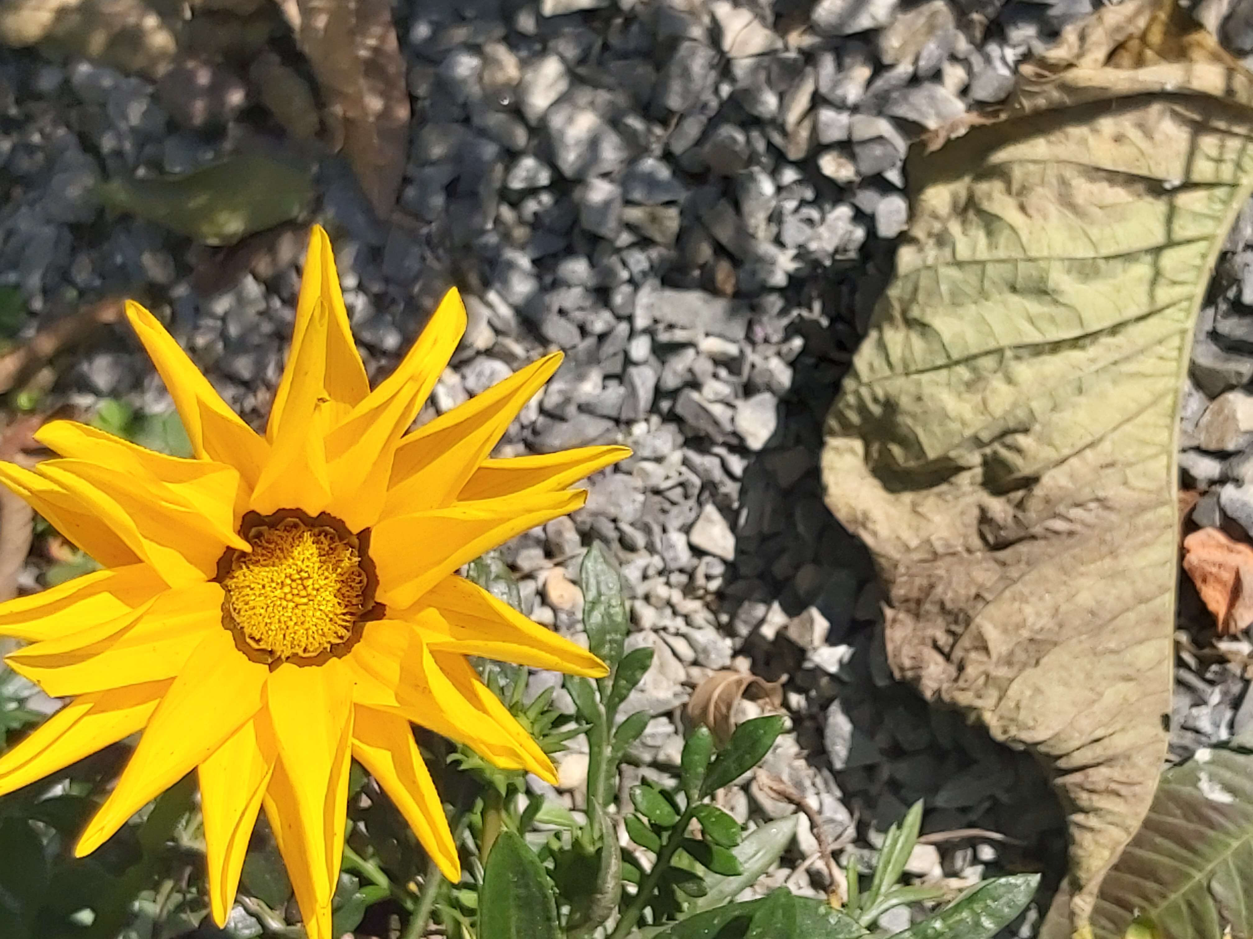 Image of treasure-flower