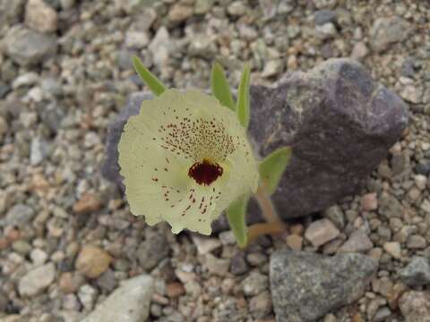 Image of ghost flower