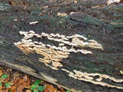 Image of Phlebia tremellosa (Schrad.) Nakasone & Burds. 1984