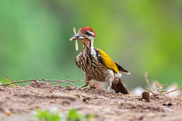 Image of Common Flameback