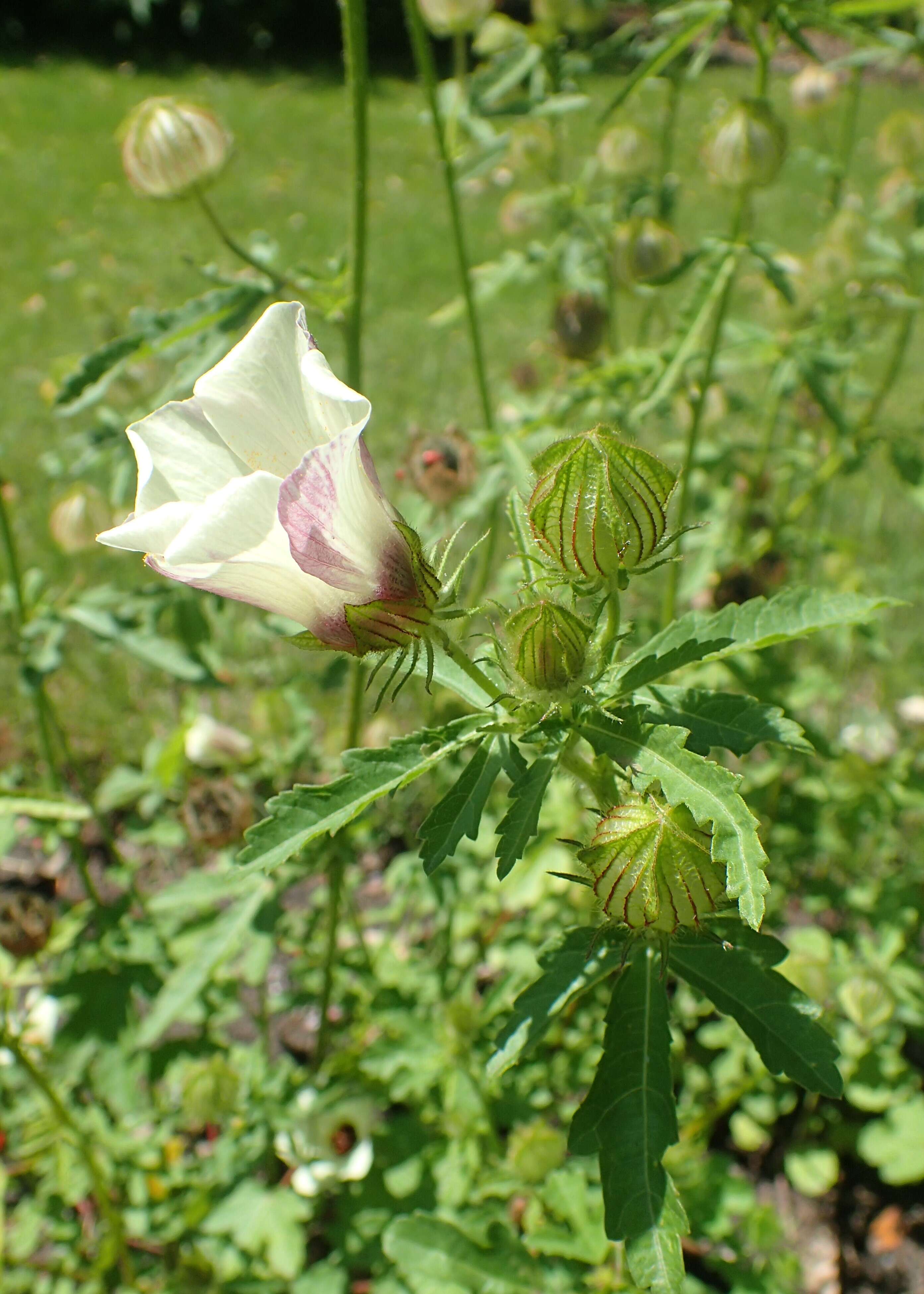 Image of flower of an hour