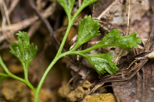 Image of Wall-rue