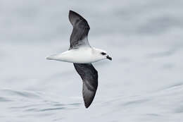 Image of White-headed Petrel