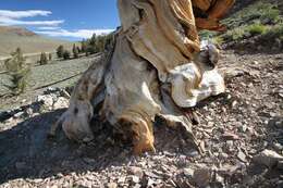 Image of Great Basin bristlecone pine