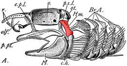 Image of Banded Houndshark