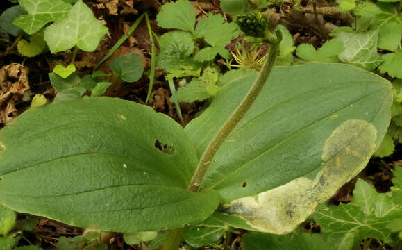 Parallelomma vittatum resmi