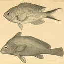 Sivun Chromis atrilobata Gill 1862 kuva