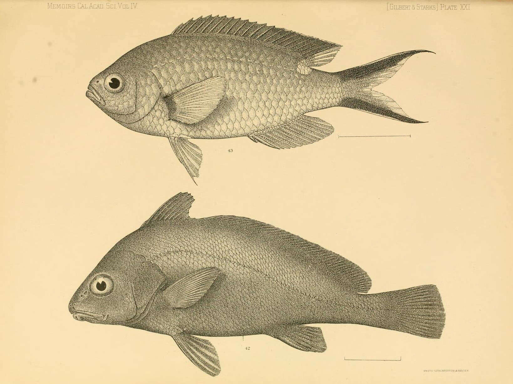 Sivun Chromis atrilobata Gill 1862 kuva