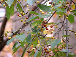 Imagem de Malus baccata (L.) Borkh.