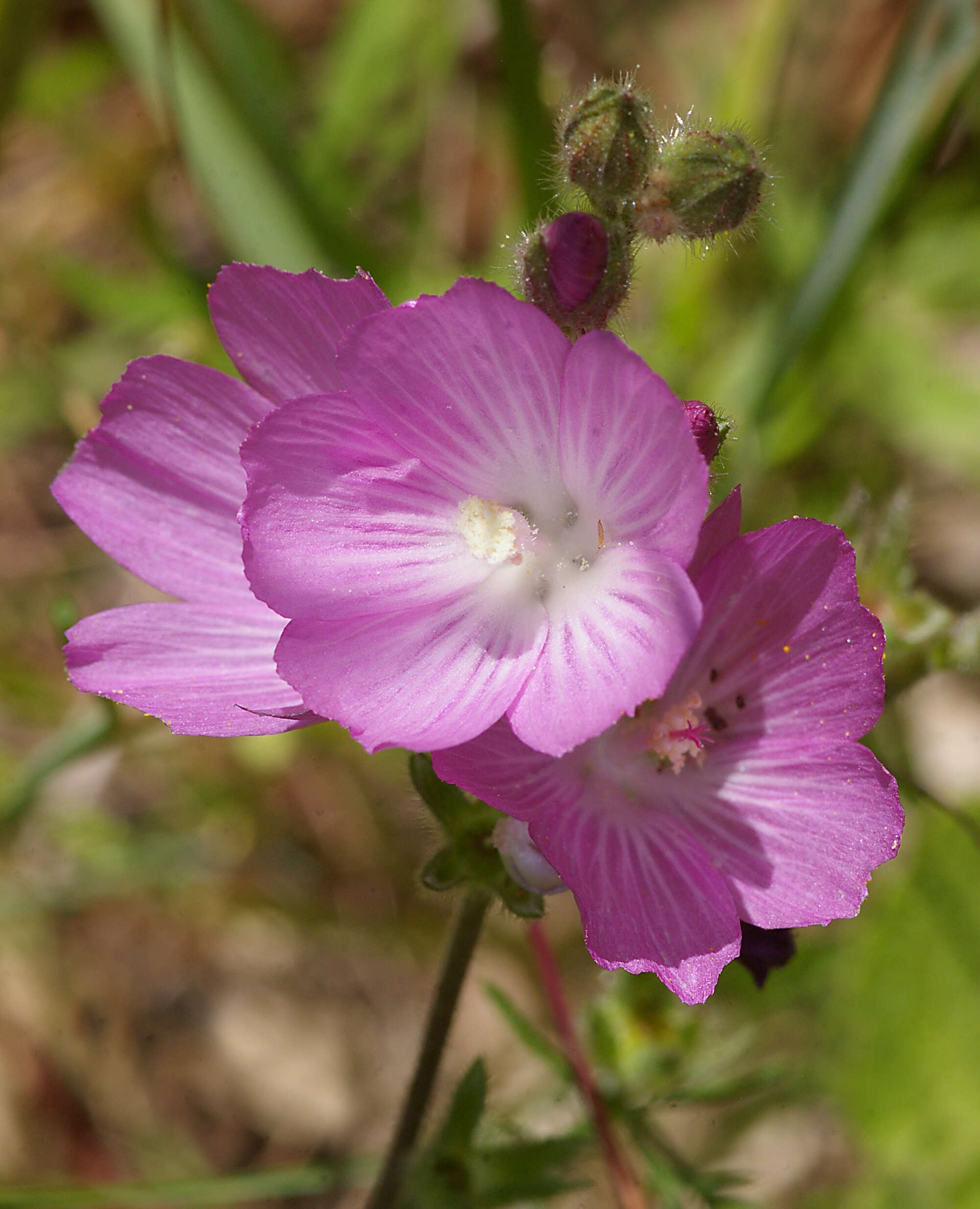 Image of dwarf checkerbloom