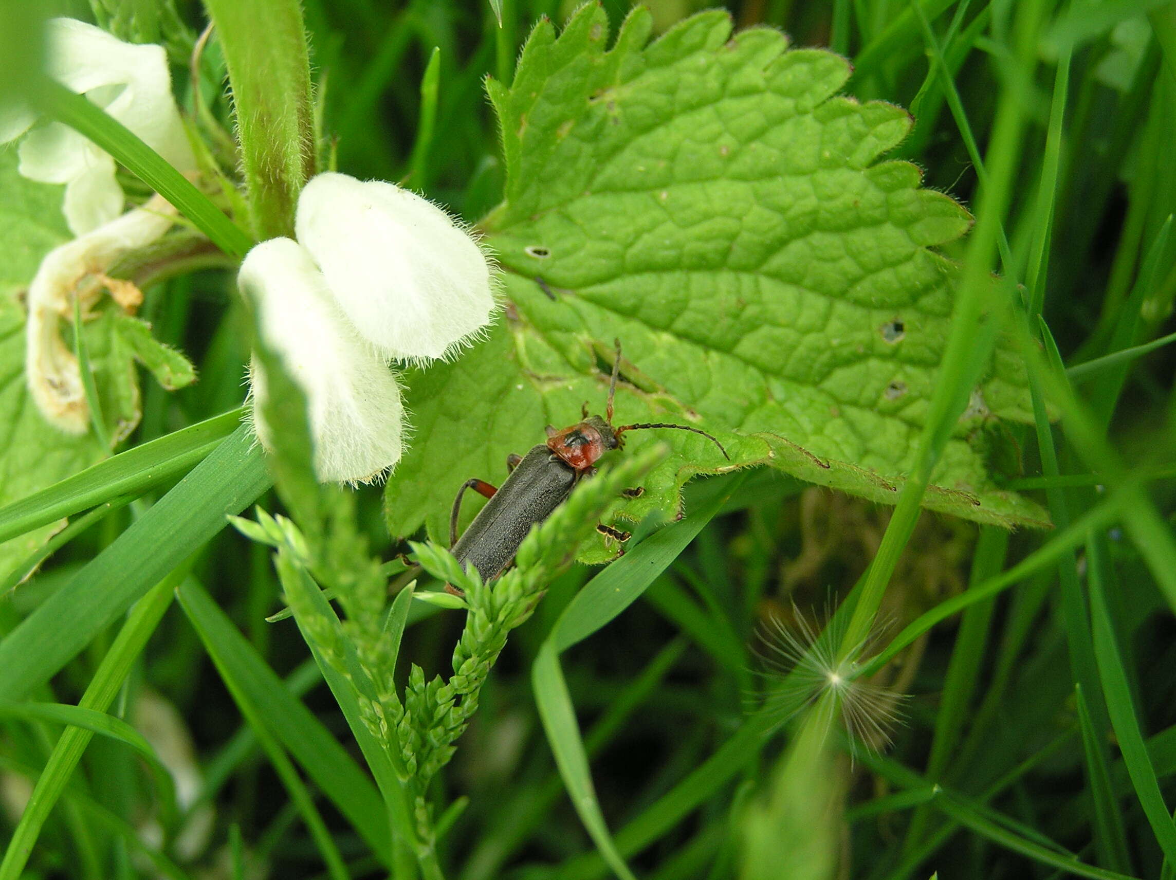 Image of Cantharis rustica