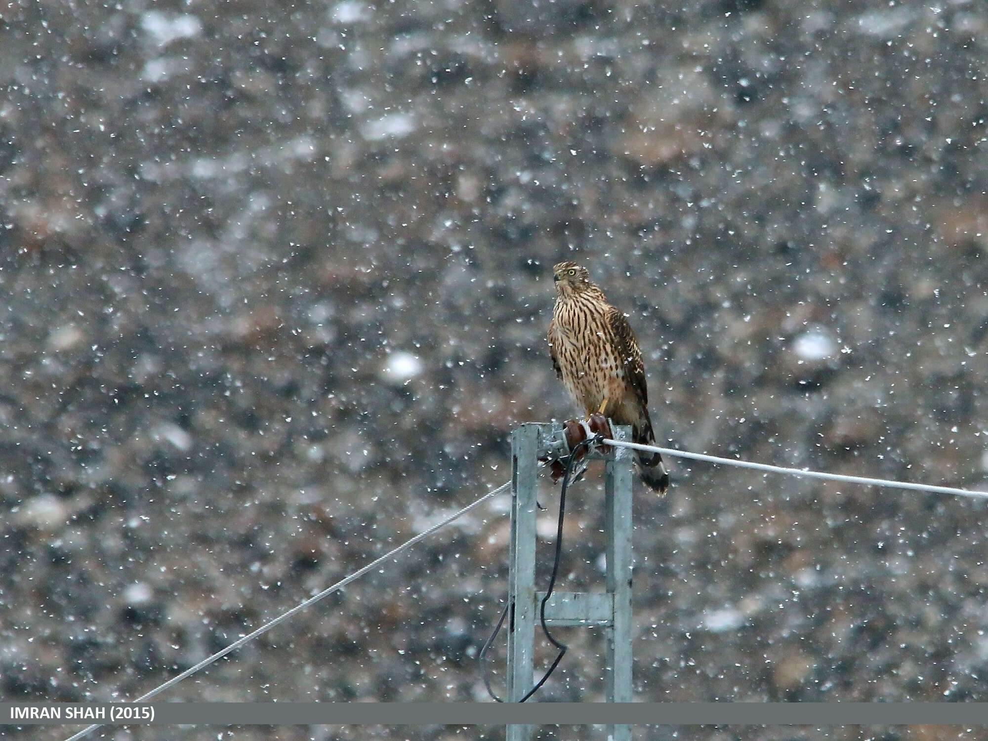 Image of Eurasian Goshawk