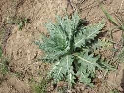 Image of black henbane