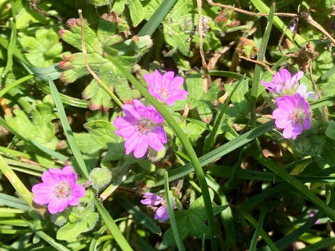 Imagem de Geranium molle L.