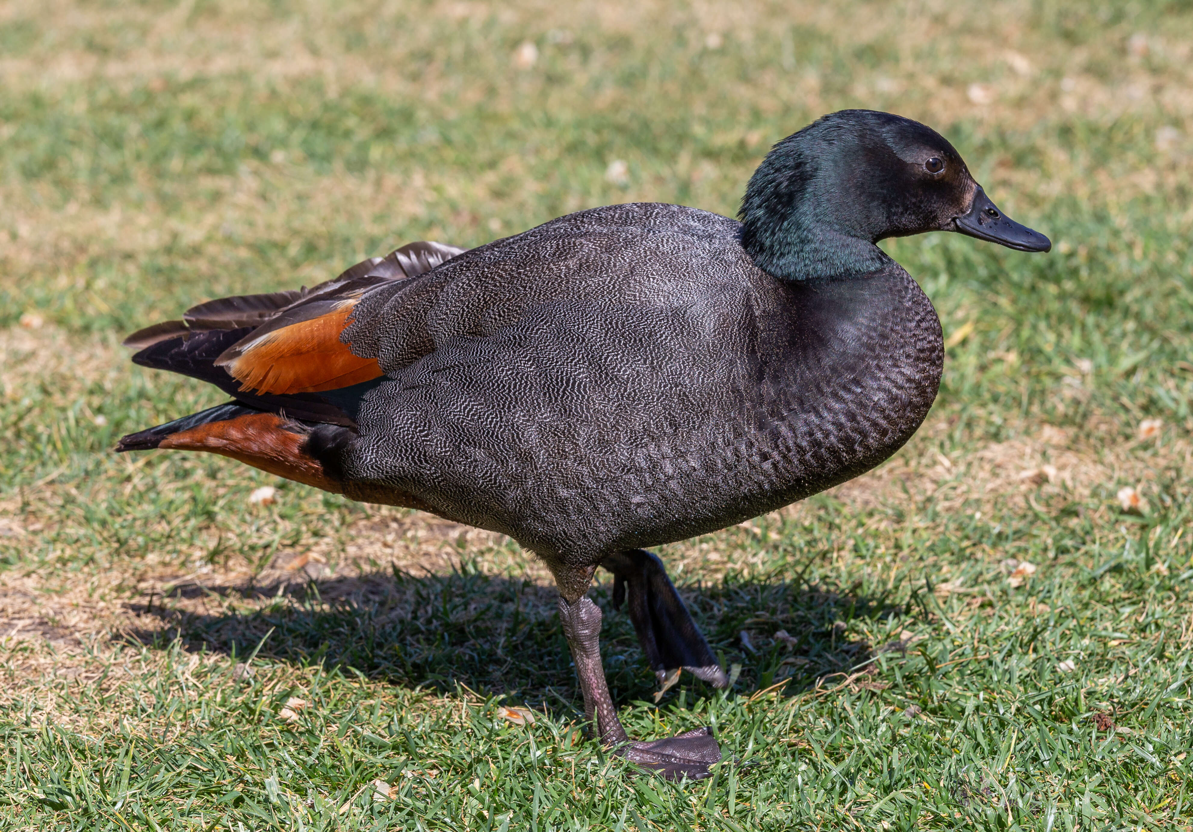 Image of Paradise Shelduck