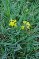 Image of Common Bird's-foot-trefoil