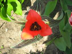 Image of Tulipa greigii Regel