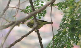 Image of Yellow-fronted Canary