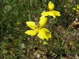 Image of Goodenia pinnatifida Schltdl.