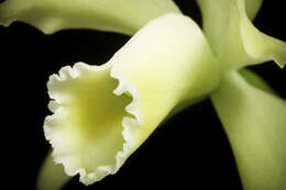 Image of Cattleya luteola Lindl.