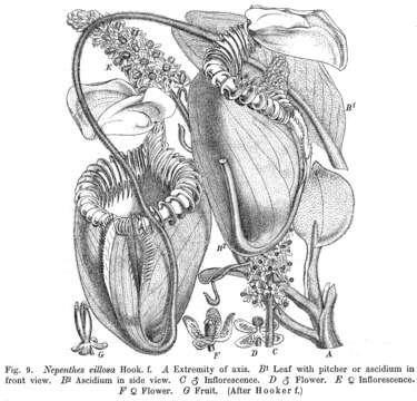 Image of Pitcher plant