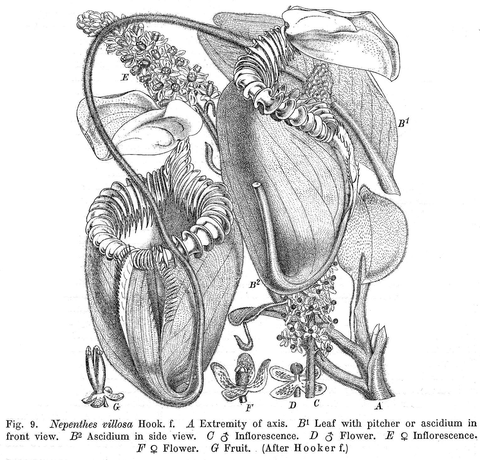 Слика од Nepenthes villosa Hook. fil.