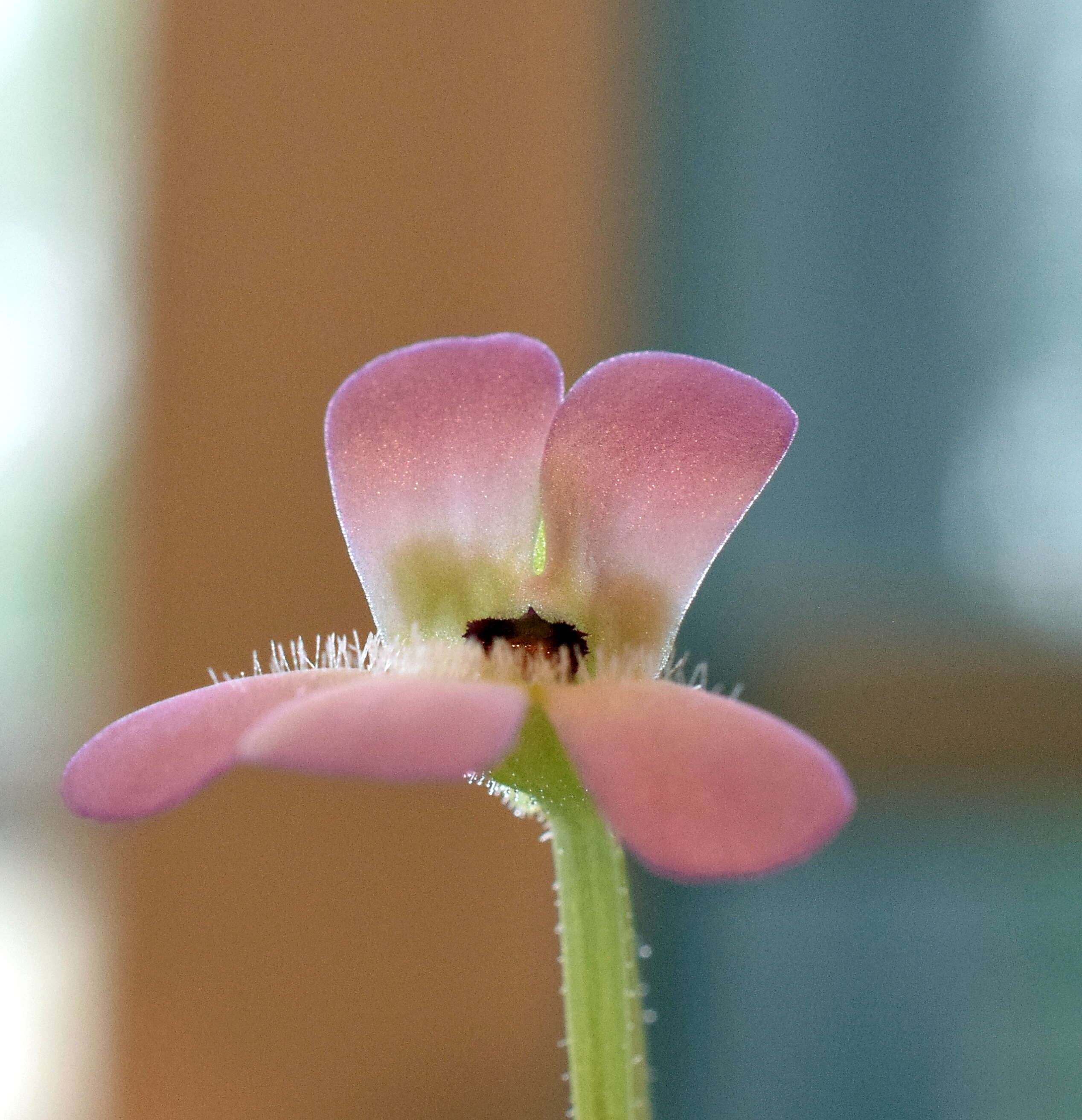 Imagem de Pinguicula esseriana B. Kirchner