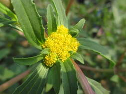 Image of yellowtops