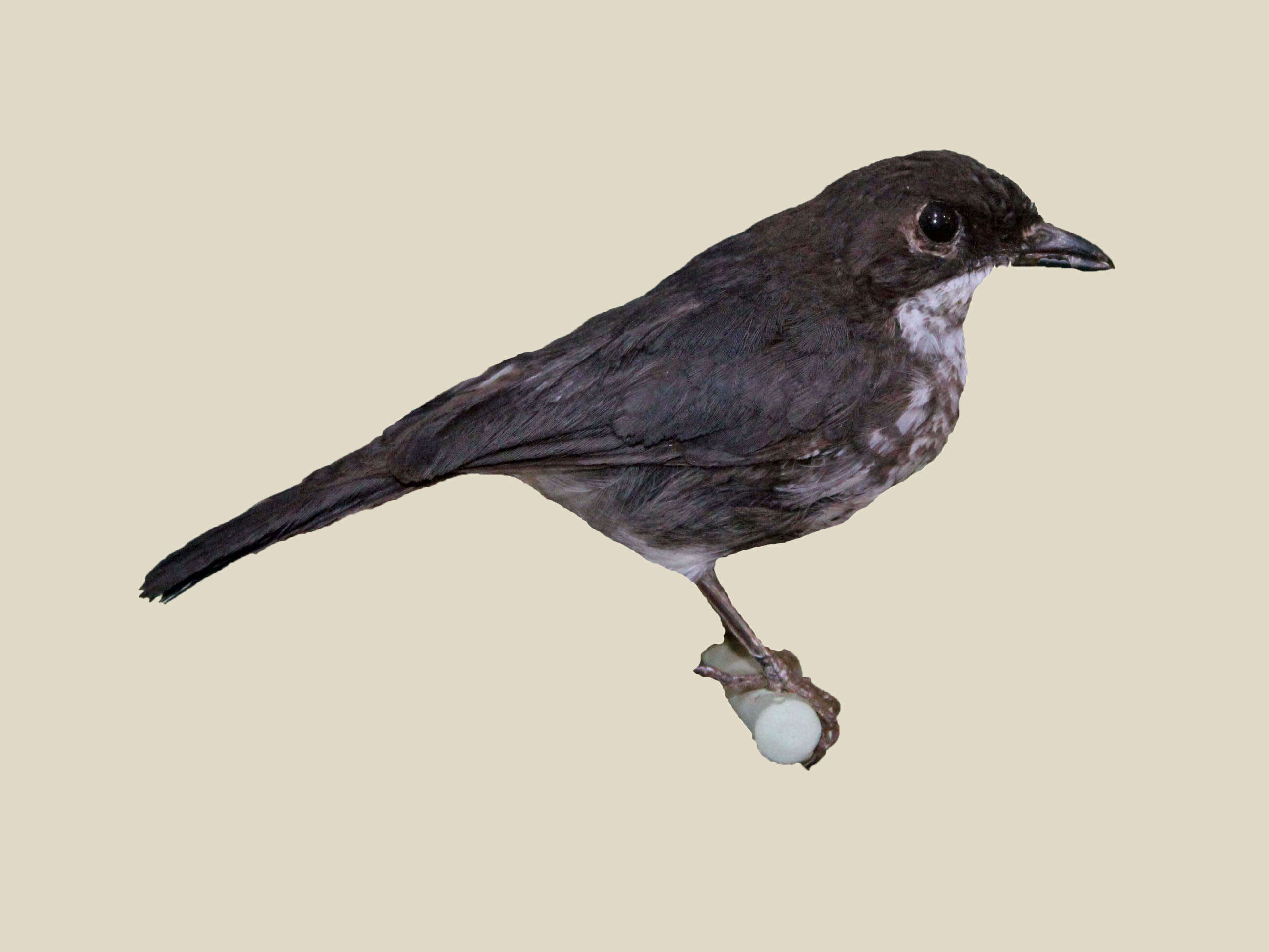 Image of Forest flycatcher