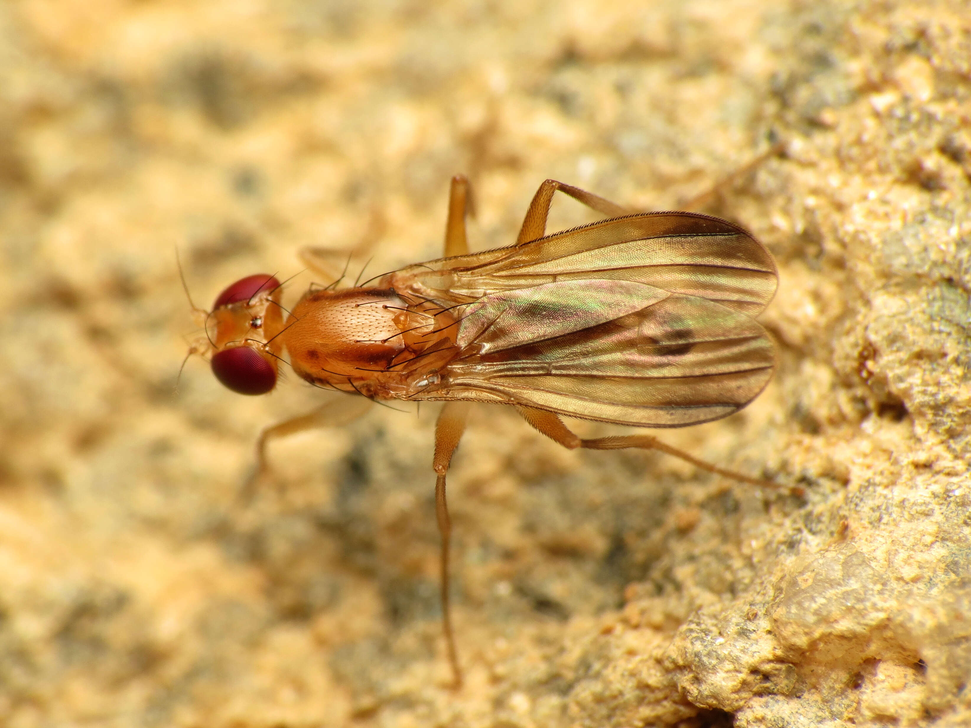 Image of Clusia lateralis Walker 1849