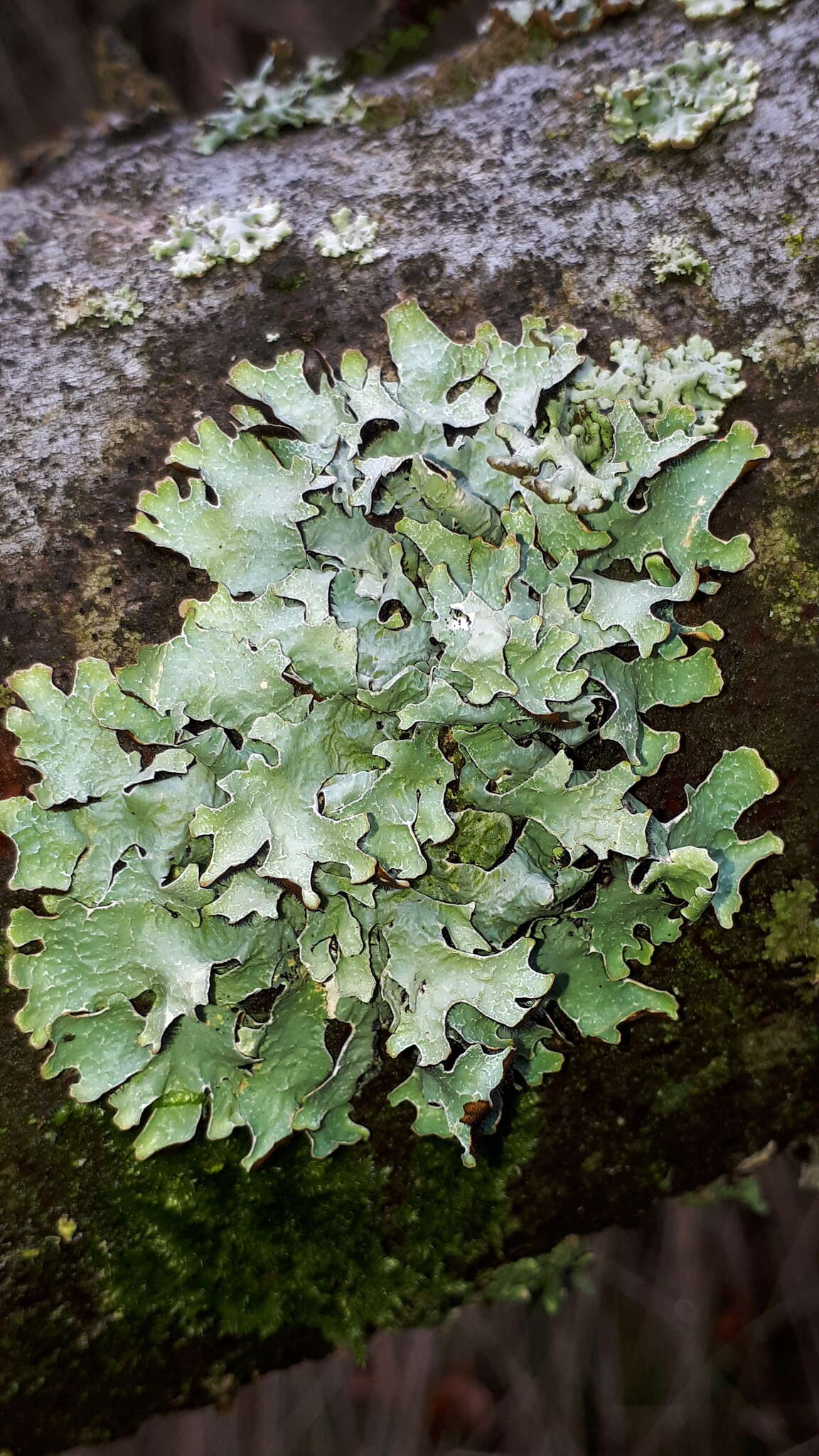 Image of Hammered shield lichen