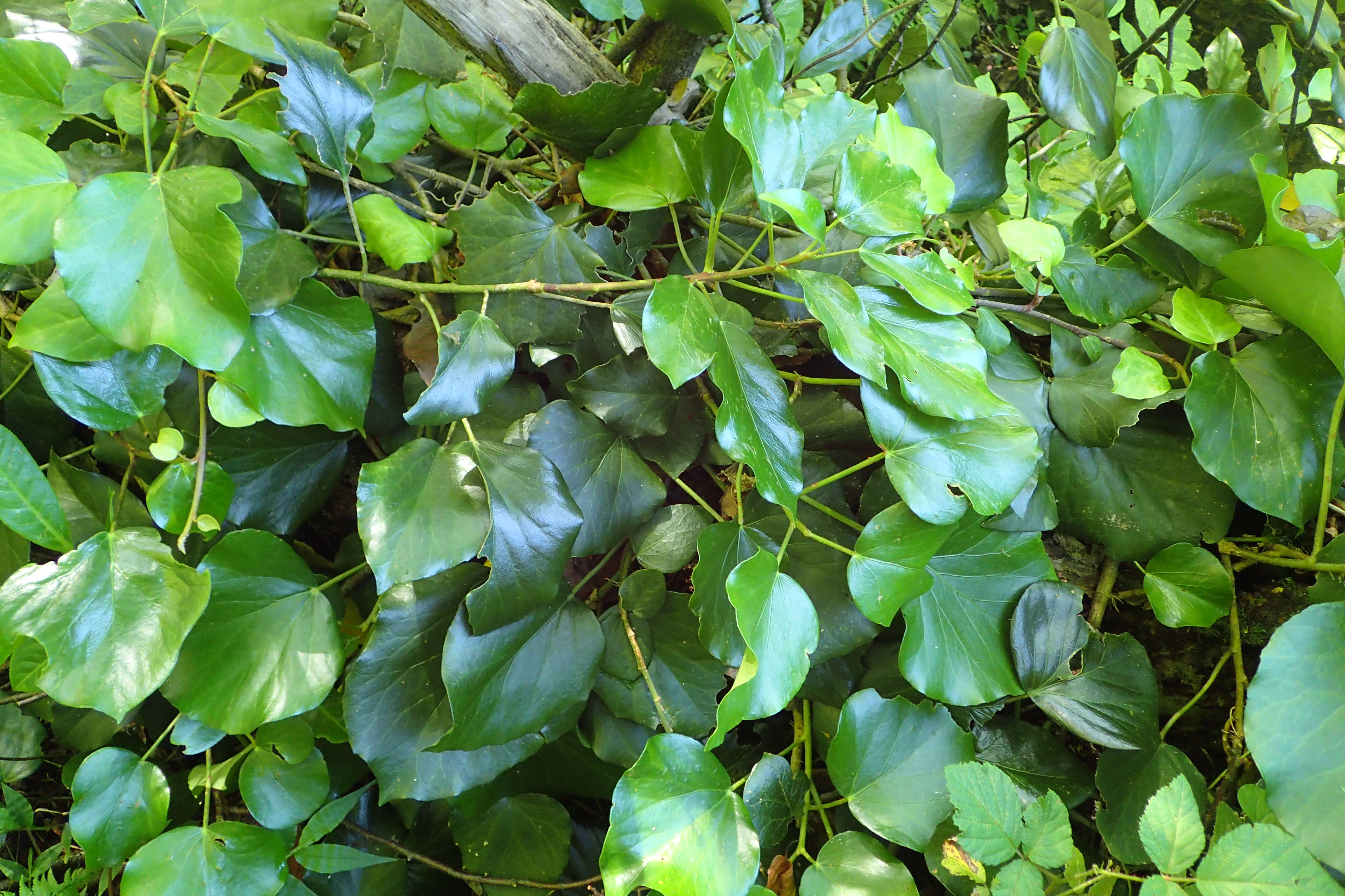 Image of colchis ivy